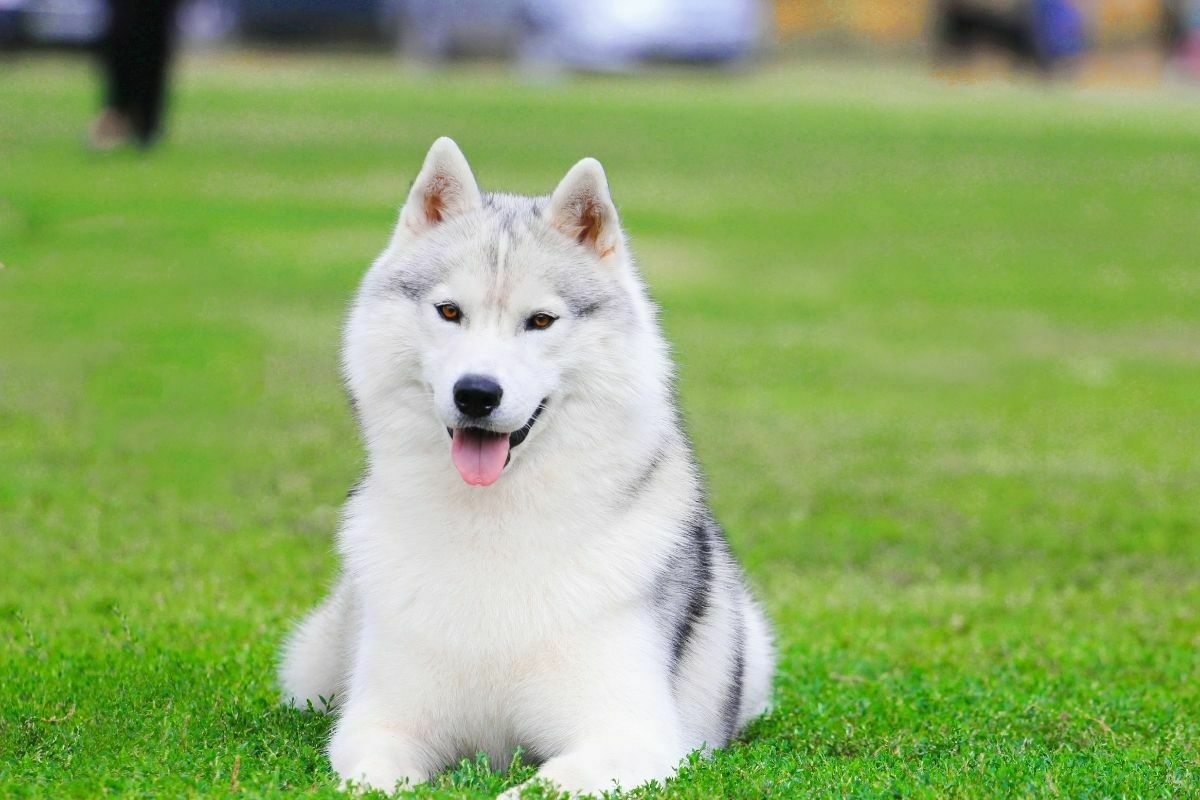 Siberian husky dog resting