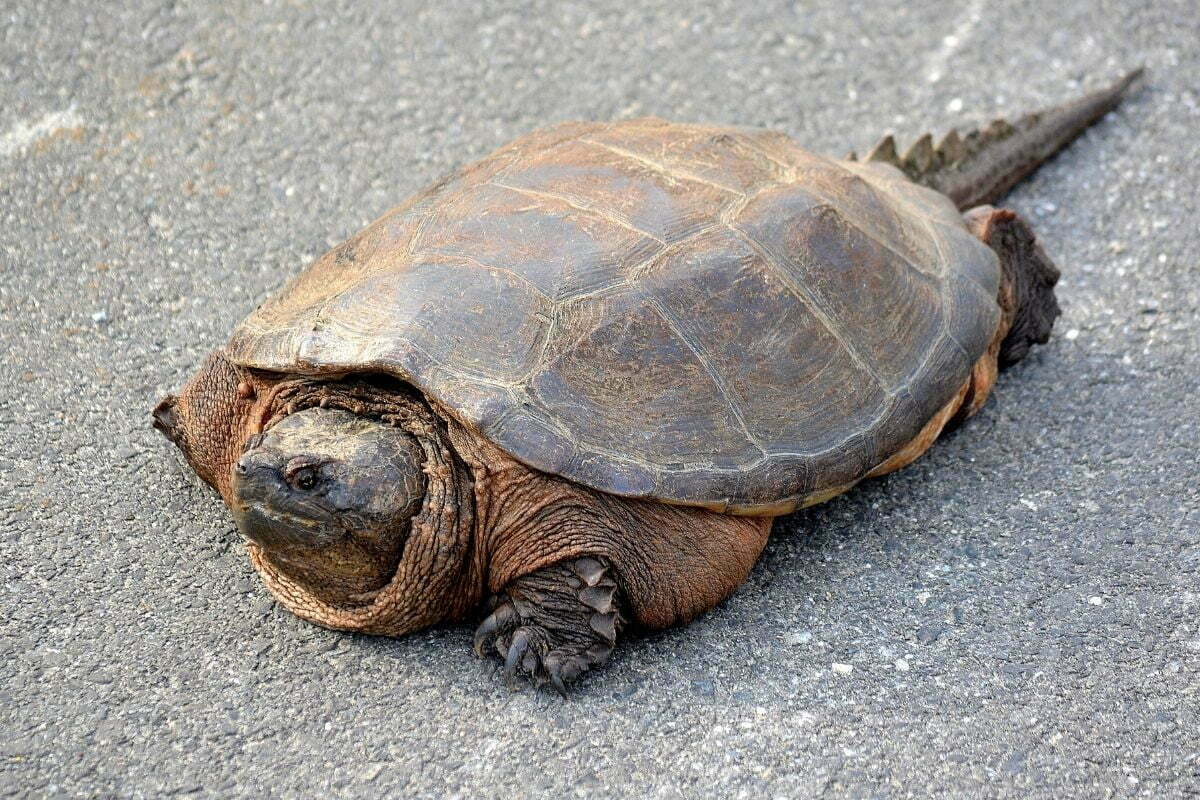 Snapping turtle on the road