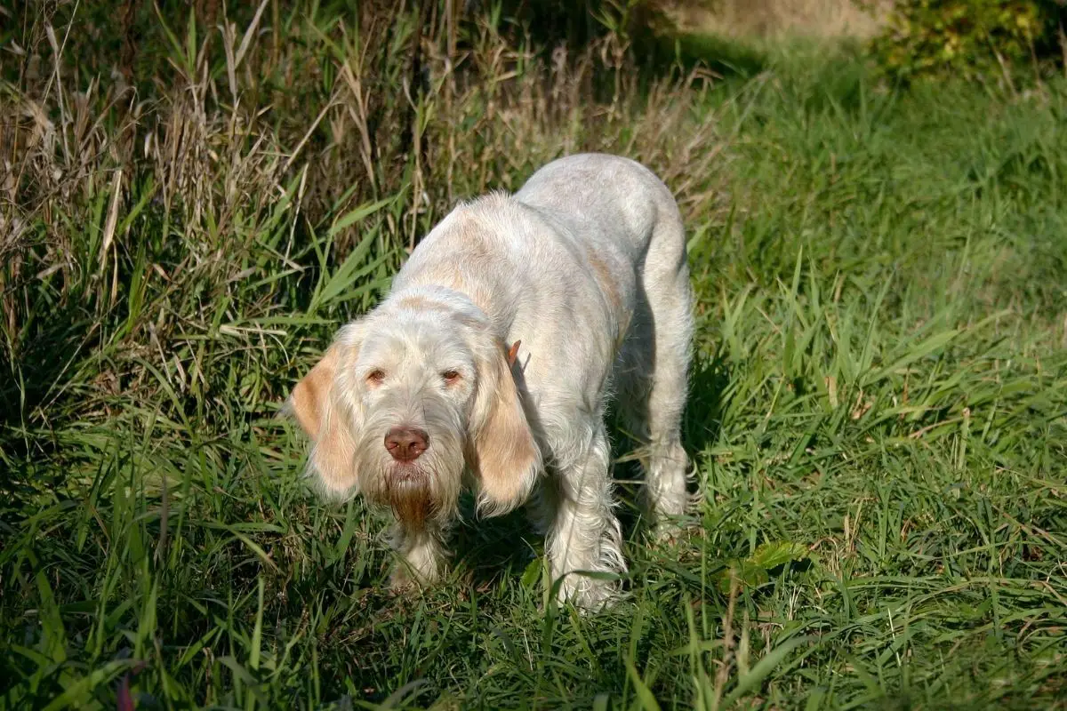 Spinone Italiano hunting in the grass