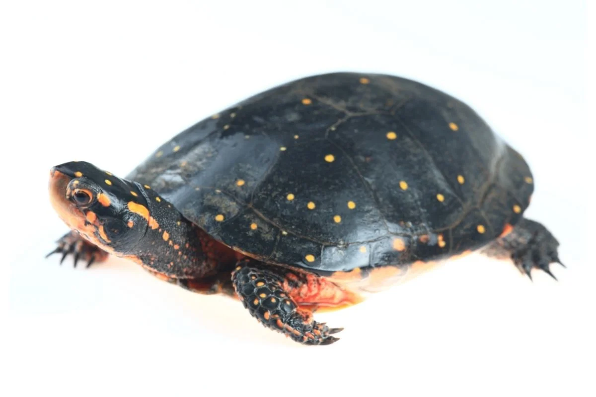 Spotted turtle on white background