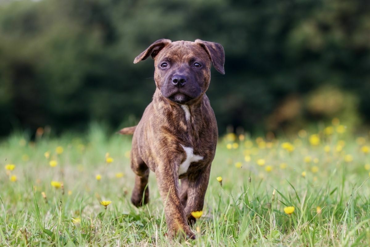 Staffordshire bull terrier puppy walking outside