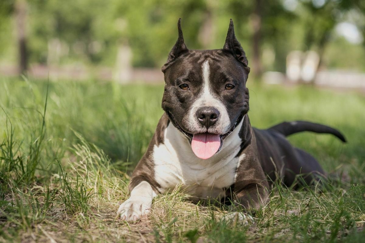 Staffordshire terrier sitting on the grass field