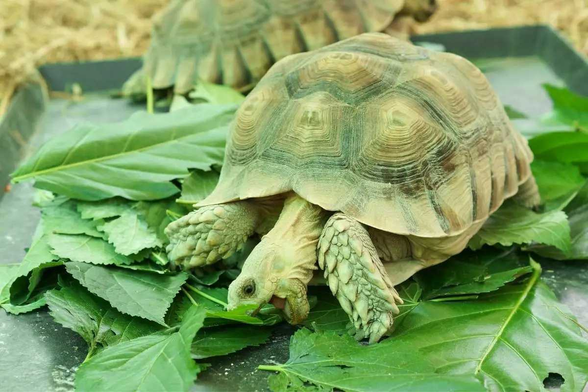Sulcata tortoise eating leaves