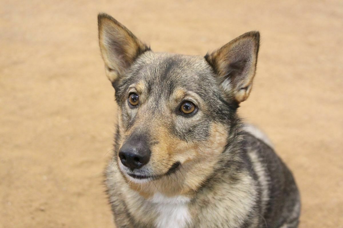 Swedish vallhund staring