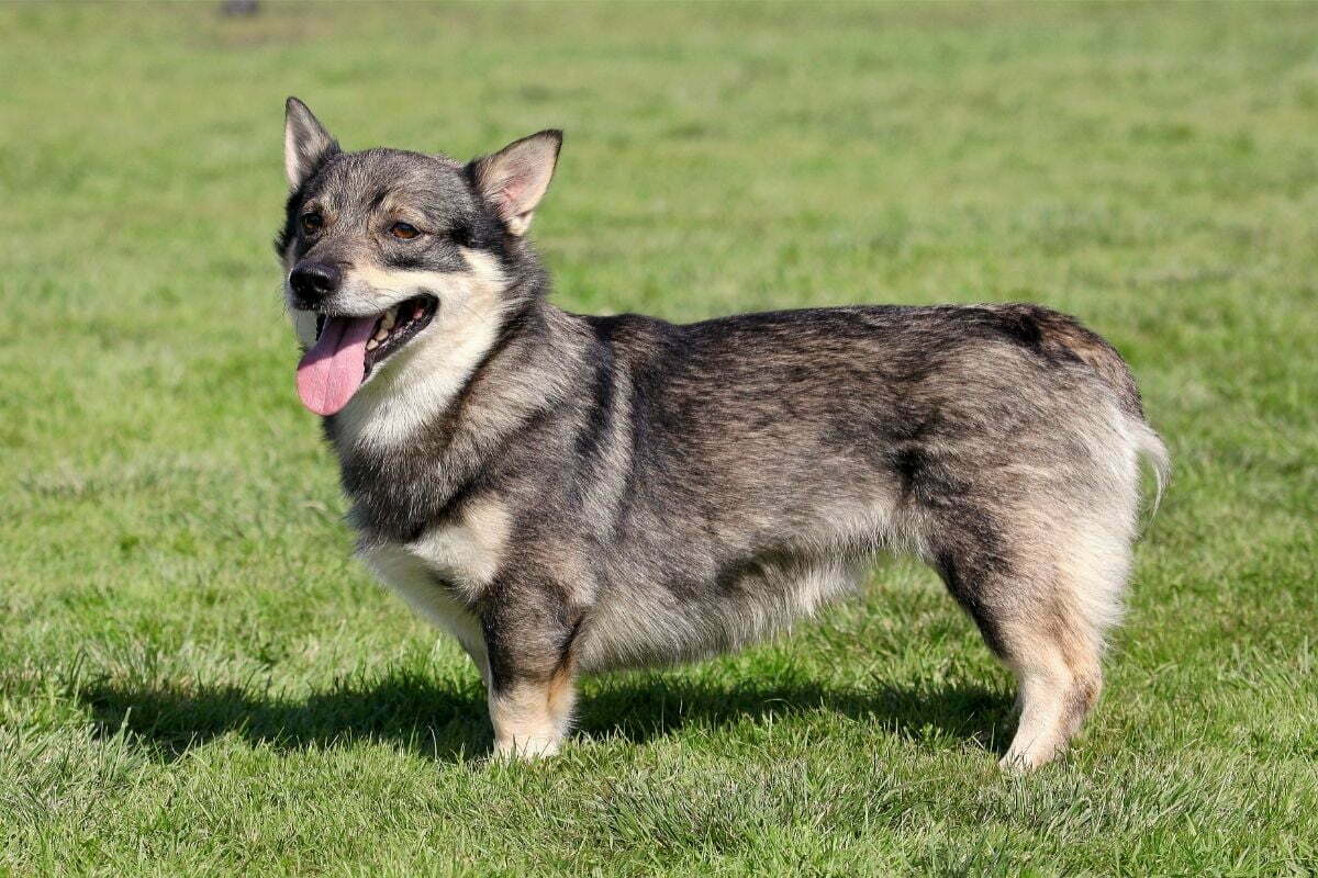 Swedish vallhund playing in the field