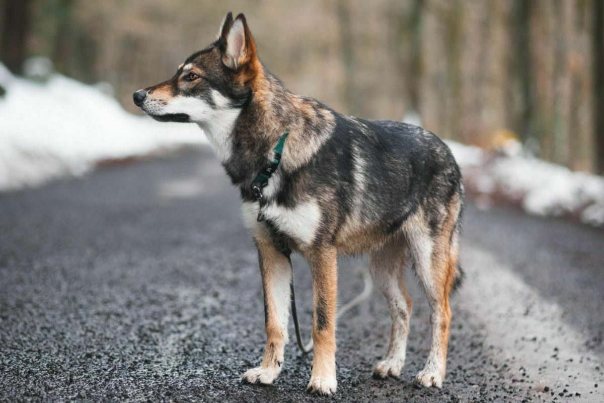 Tamaskan dog standing in the road