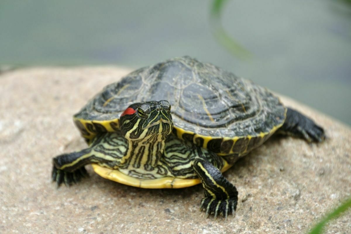 Terrapin on a rock