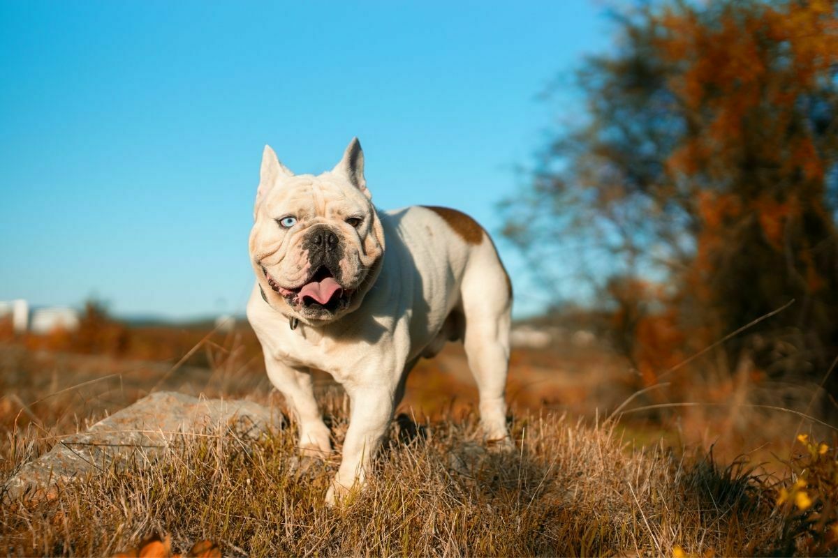 The alapaha blue blood bulldog