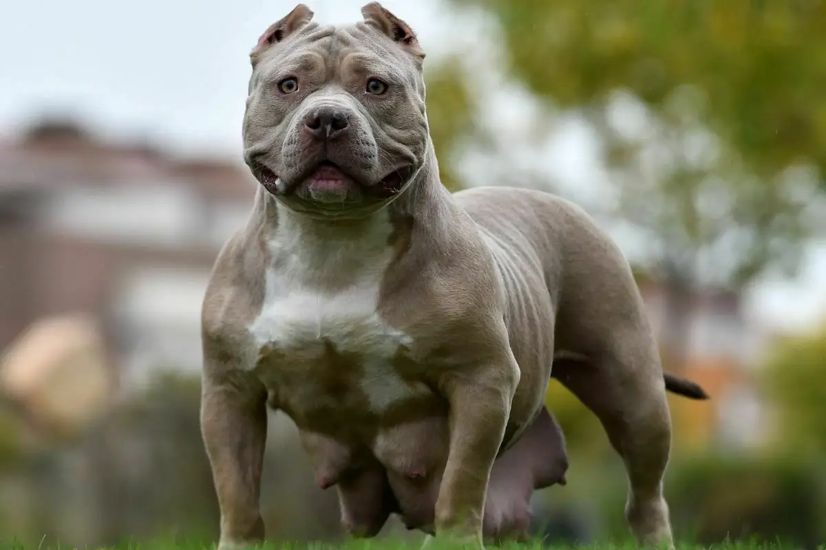 The american bully