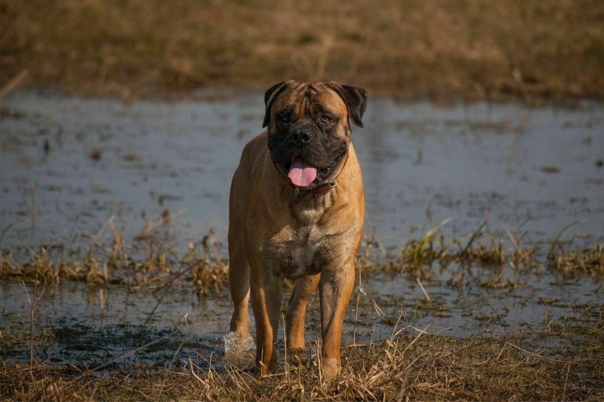 The boerboel