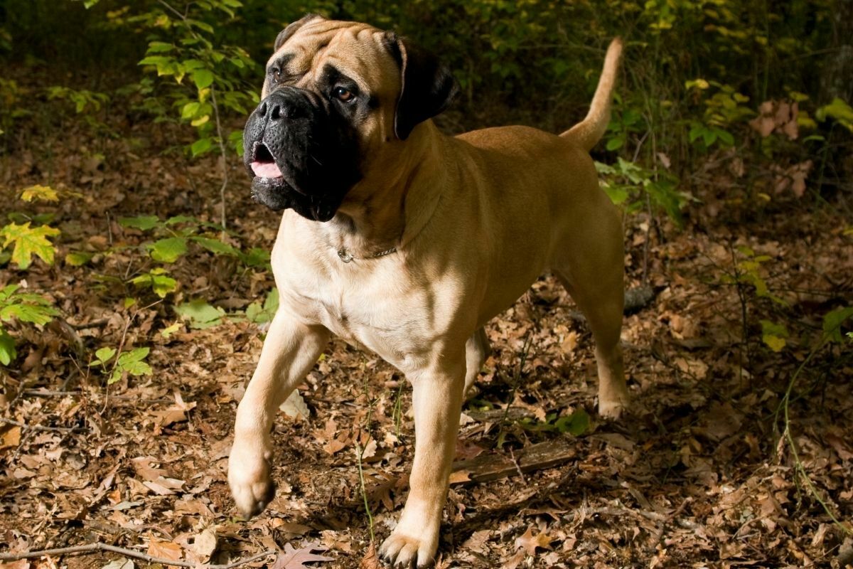 The bull mastiff playing