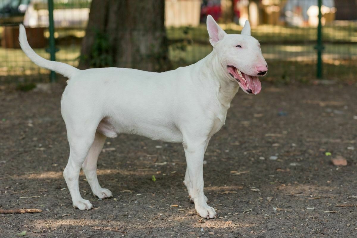 The bull terrier standing alert