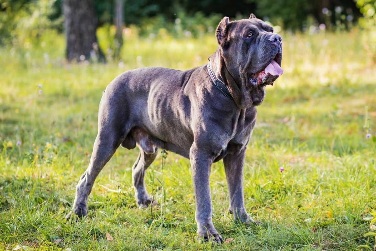 The cane corso standing