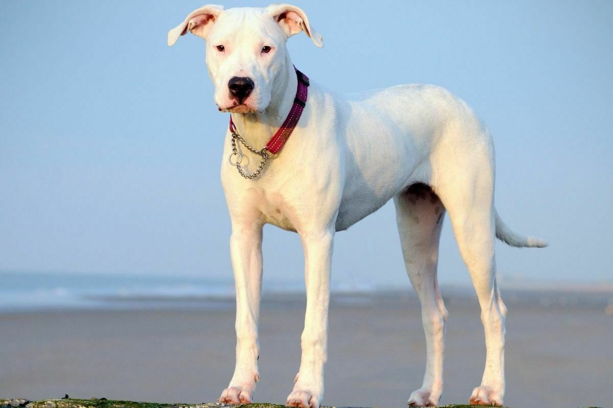 The dogo argentino dog