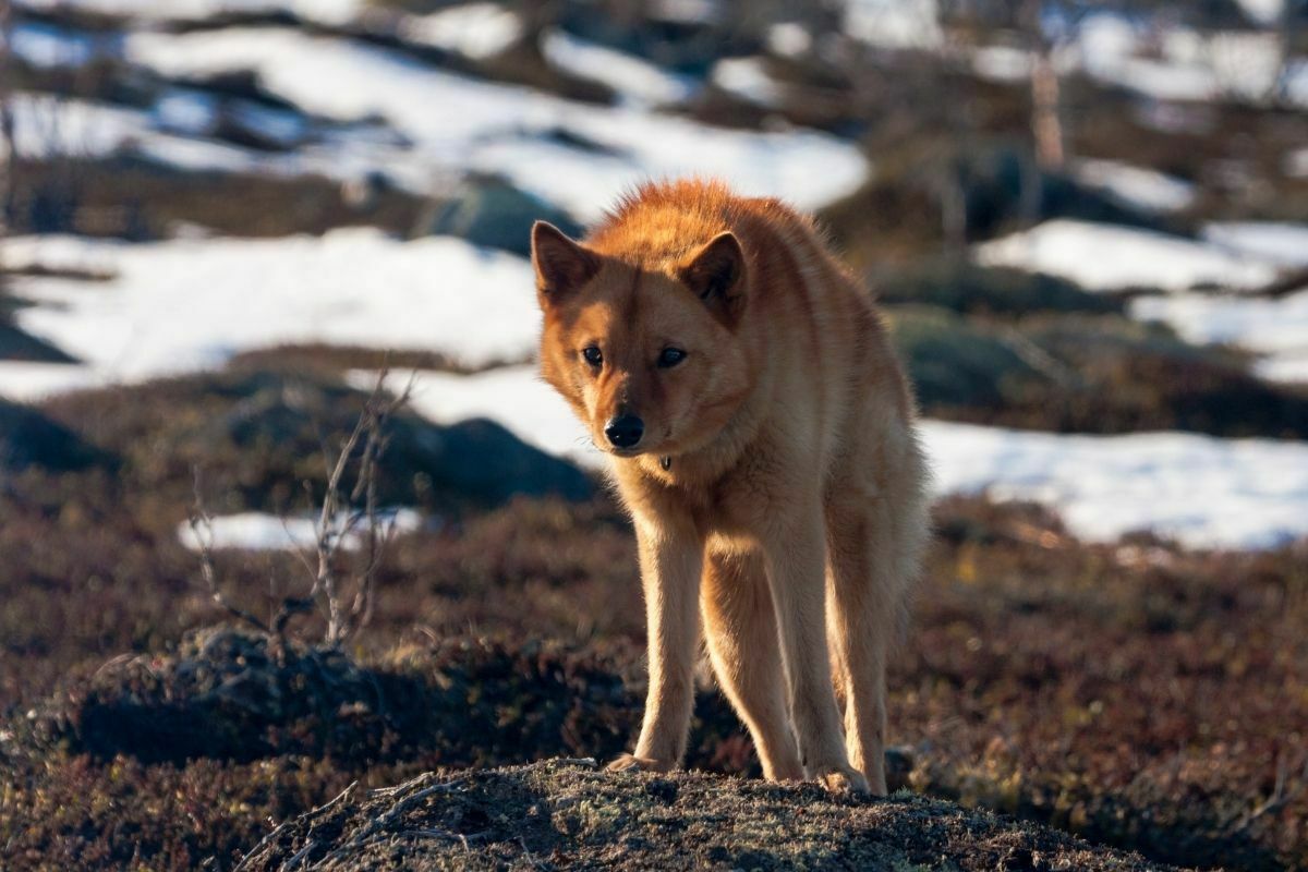 The finnish spitz