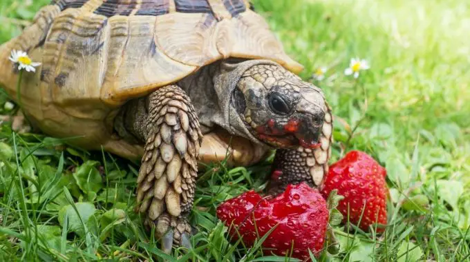 The guide to the tortoise diet - how to feed a tortoise, food & nutritional needs
