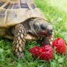 The guide to the tortoise diet - how to feed a tortoise, food & nutritional needs