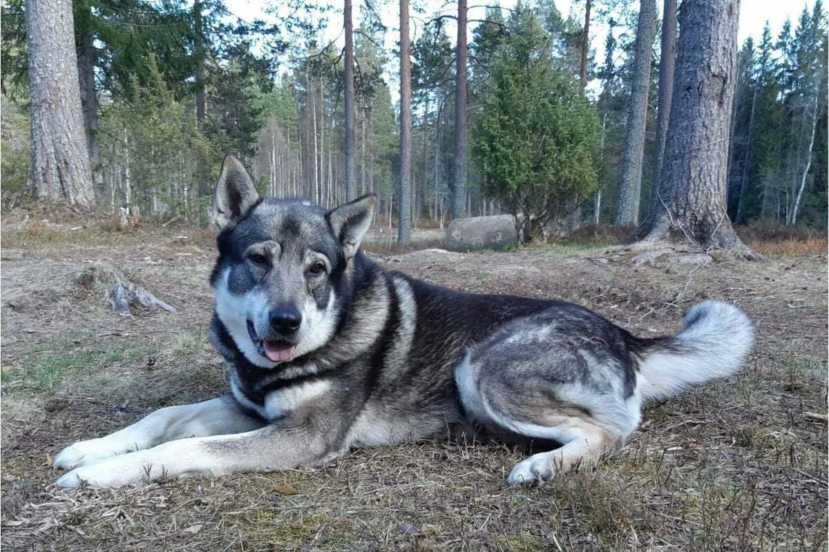 The Jämthund Dog