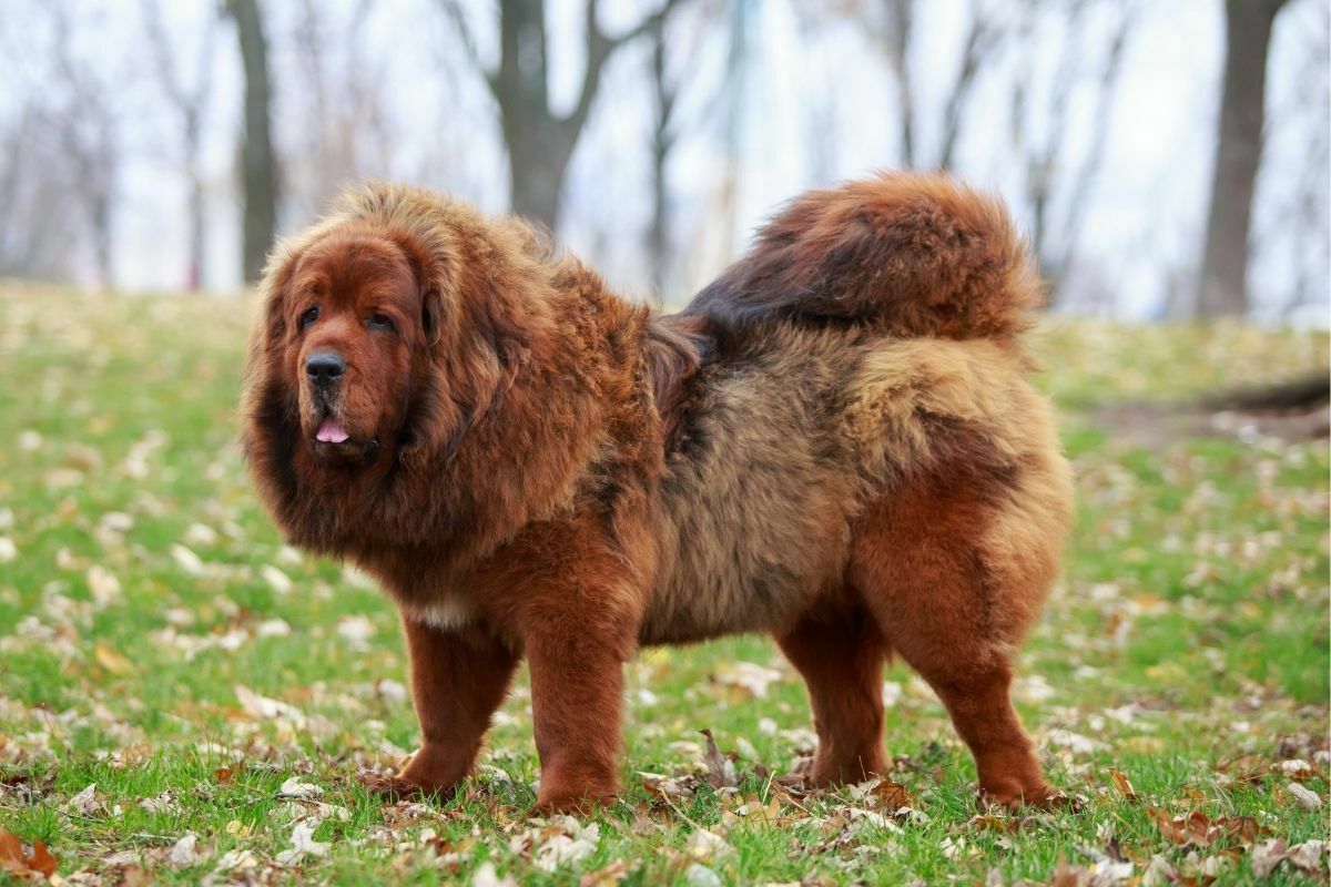 Dog breed Tibetan Mastiff on the grass