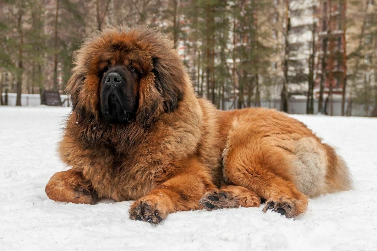 Tibetan mastiff lying in the snow