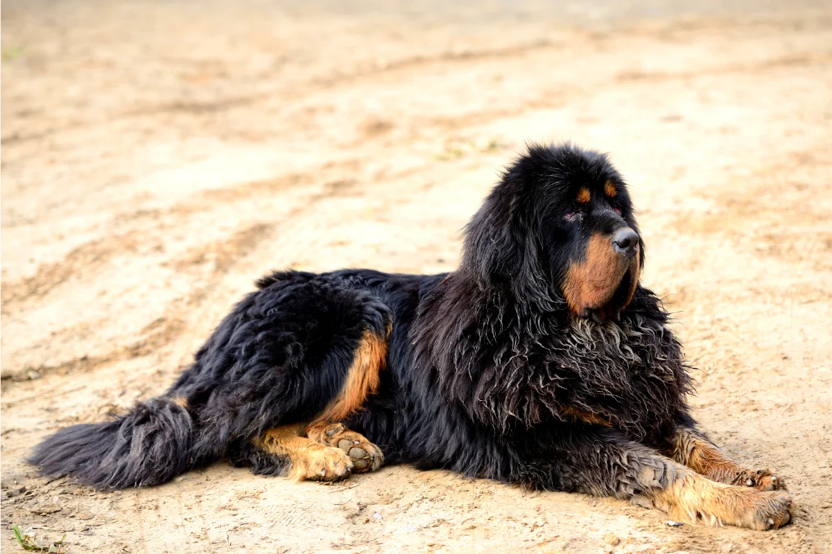 Tibetan mastiff dog resting