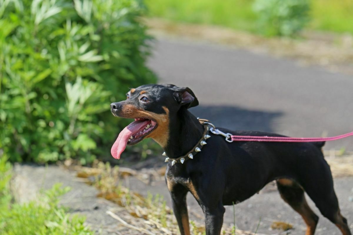 Miniature pinscher on a leash