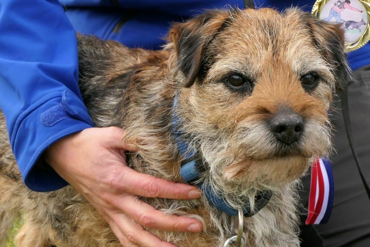 Owner holding border terrier on hand