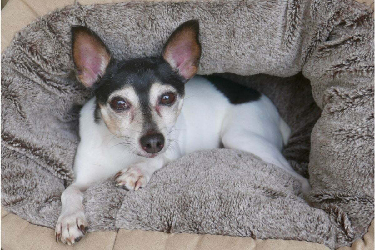 Toy fox terrier laying down