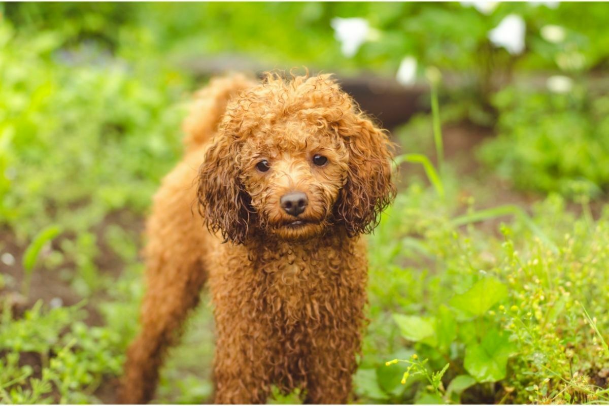 Toy poodle staring