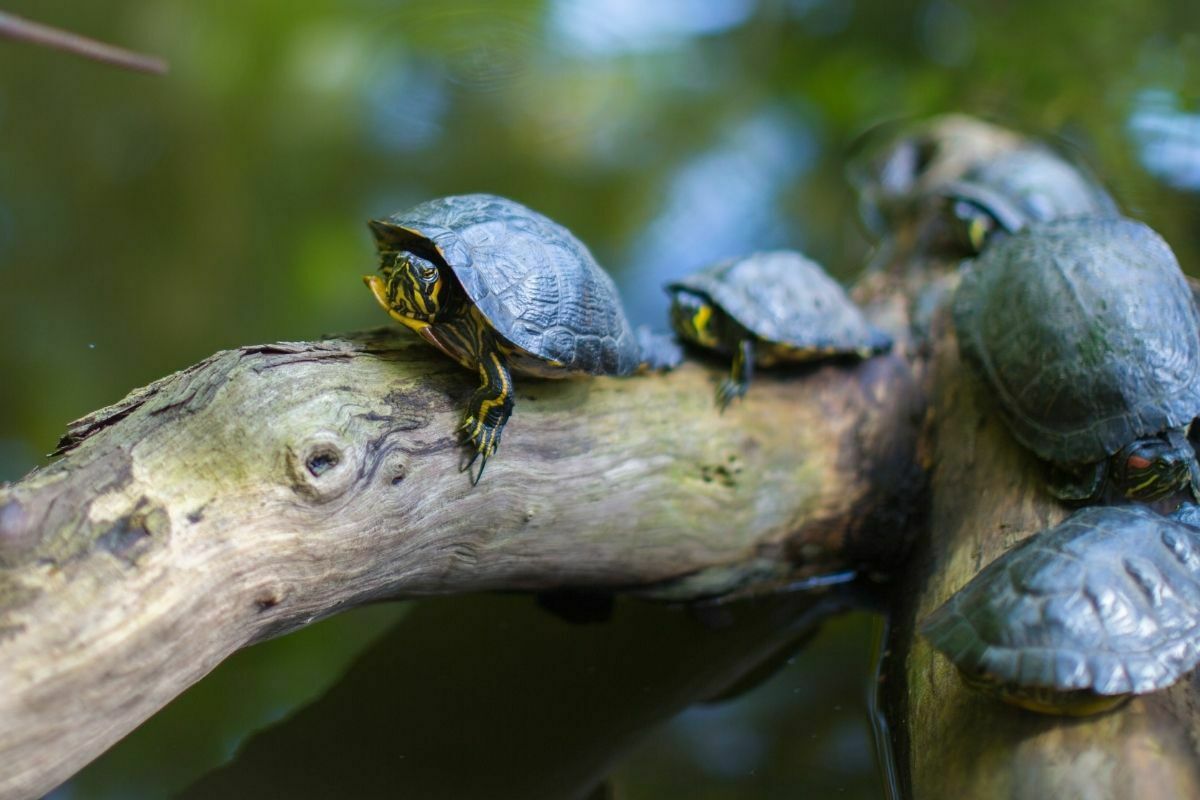 Turtles crawling on tree brunch