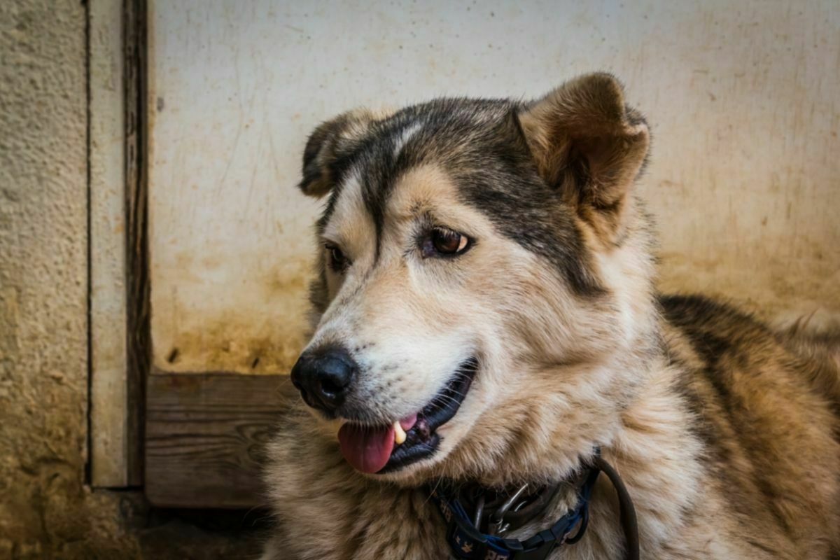 Utonagan laying down