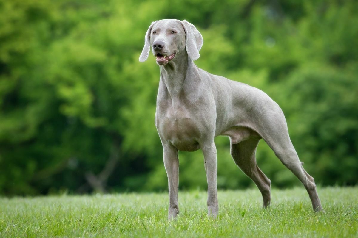 Purebred Weimaraner dog outdoors in the nature on grass 