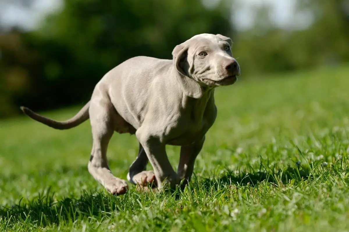 Weimaraner puppy running in the grass