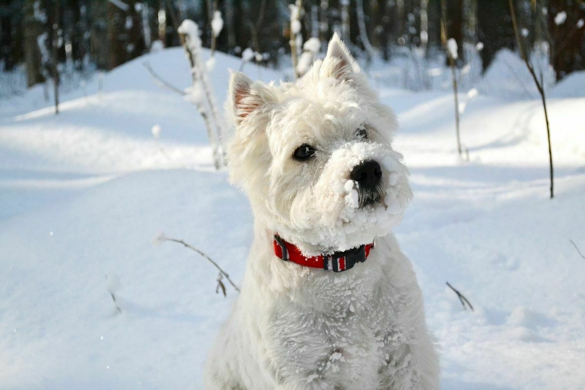 West highland terrier