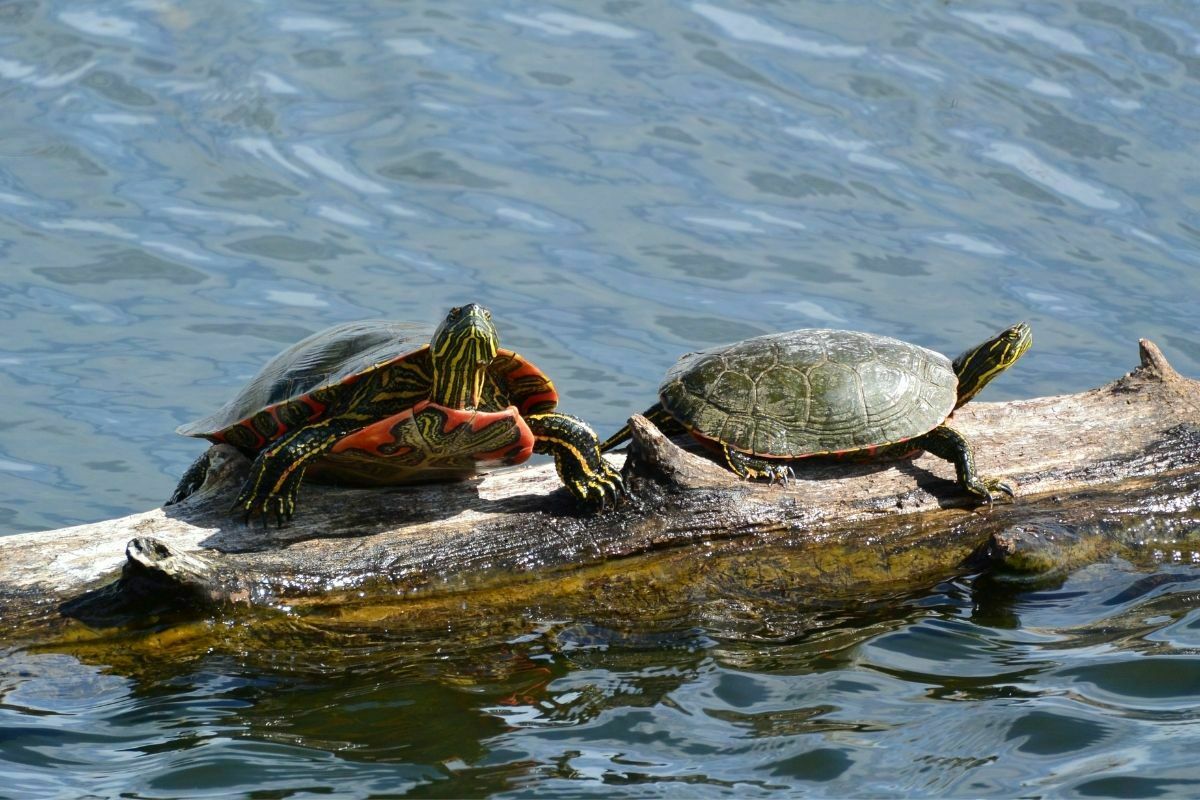 Western painted turtle on a log in the water