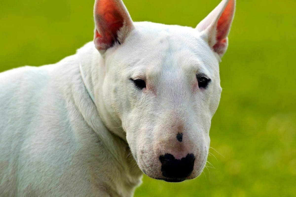 What is a bull terrier?