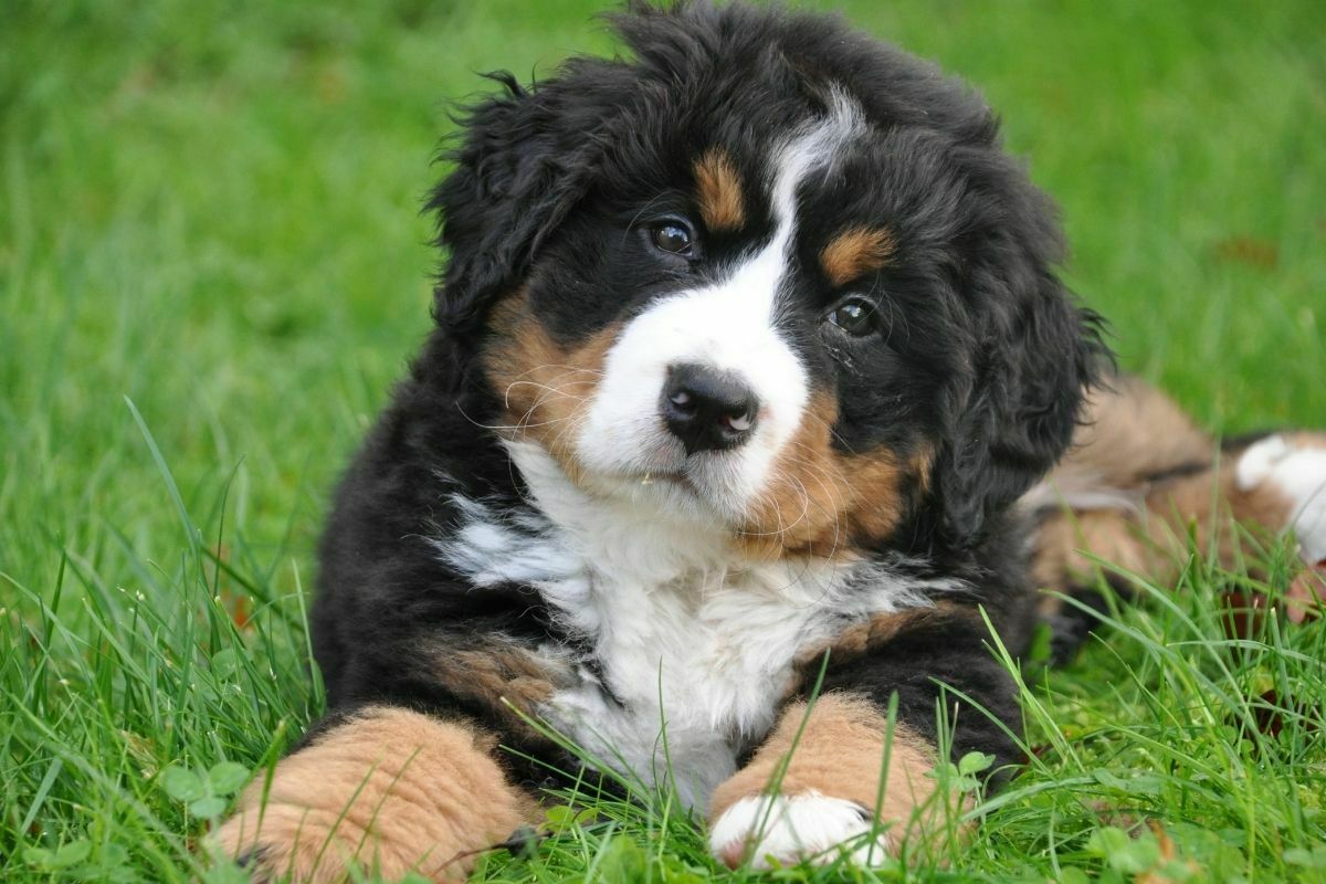 Cute bernese mountain puppy