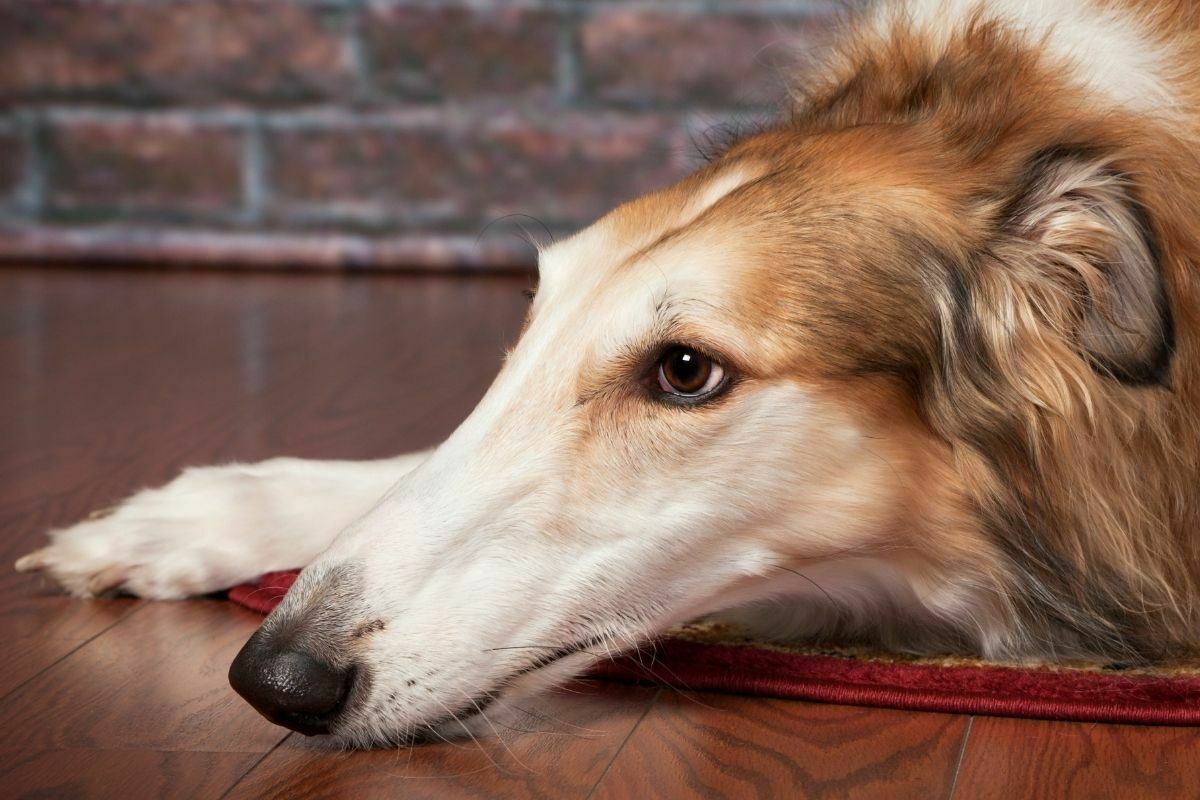 Borzoi resting