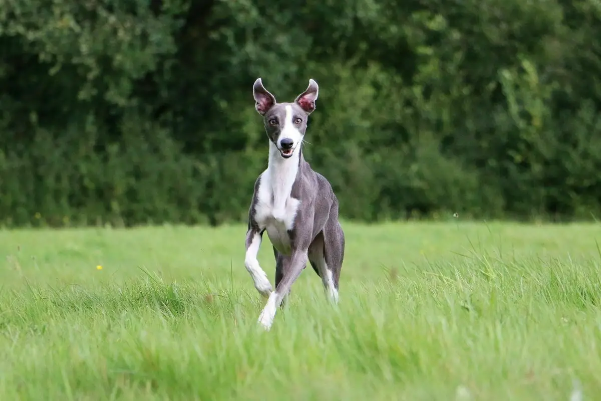 happy Whippet