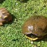 Turtle and tortoise walking
