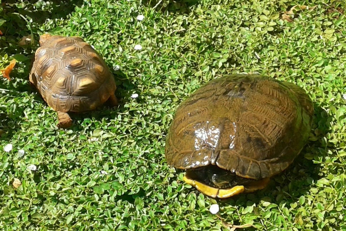 Turtle and tortoise walking