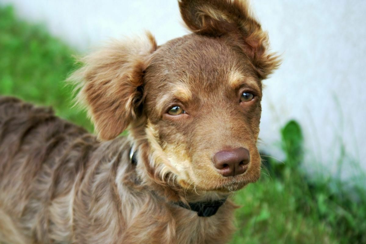 Xoloitzcuintli puppy