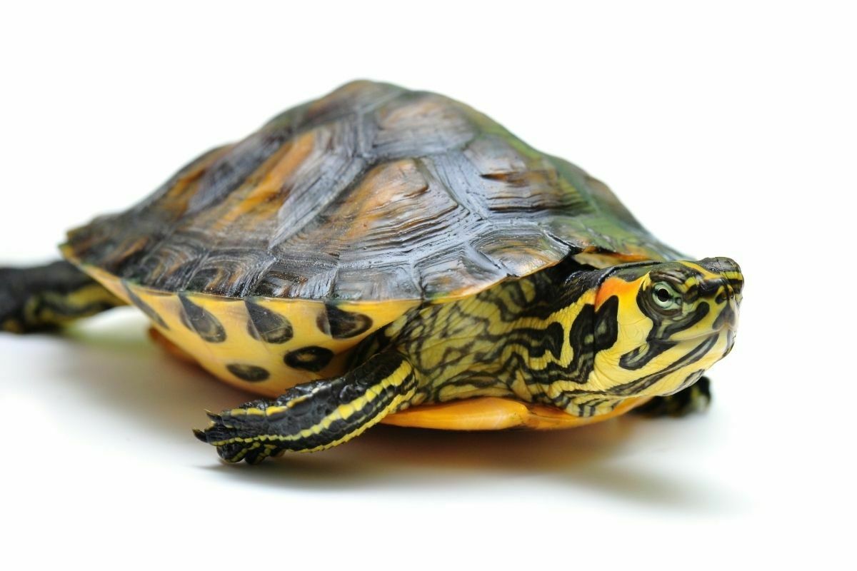 Yellow bellied slider on white background