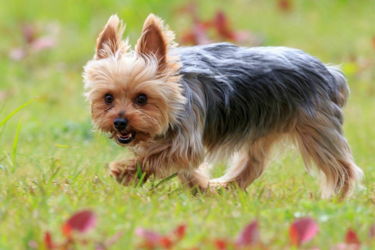 Yorkshire terrier (3)