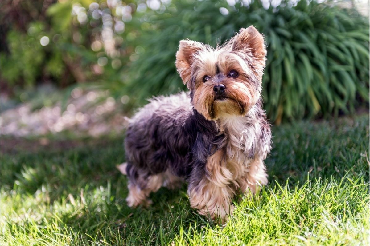 Yorkshire terrier