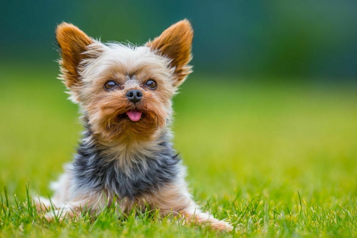 A portrait of yorkshire terrier