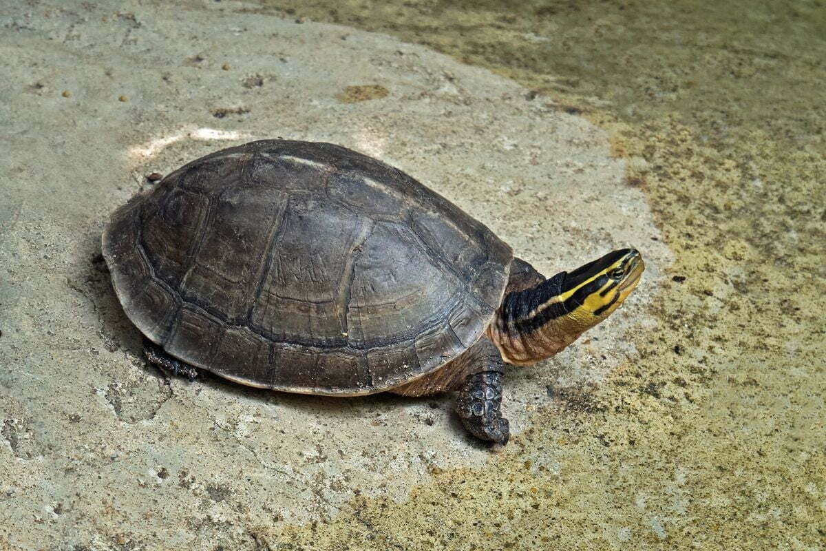 asian box turtle near pond