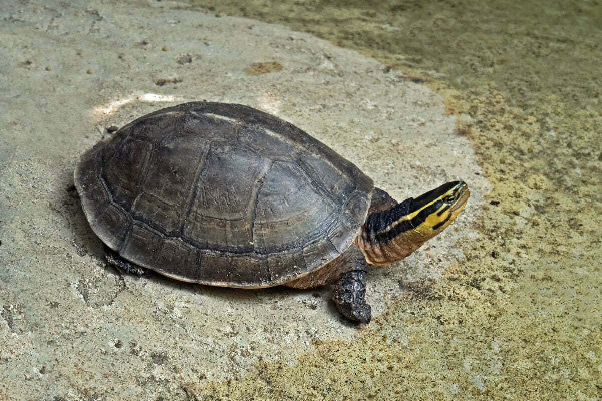 Asian box turtle near pond