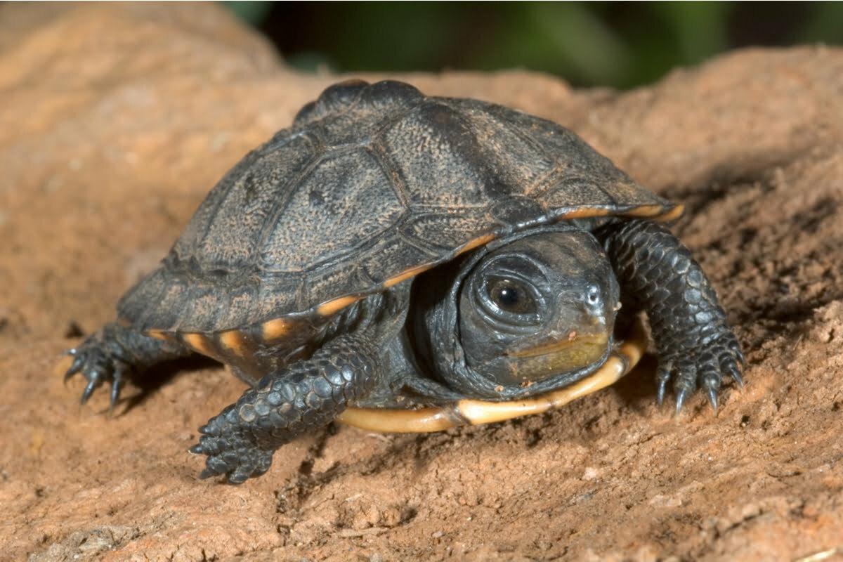 Baby box turtle walking on ground