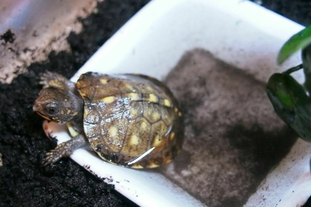 Baby eastern box turtle in a white box